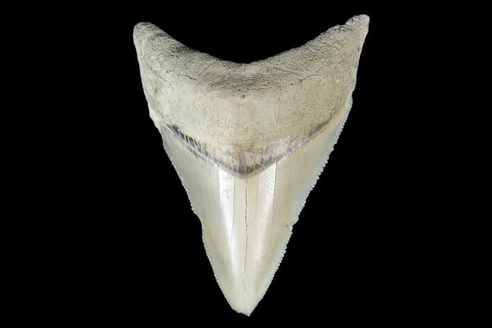 Serrated, Fossil Megalodon Tooth - Aurora, North Carolina #176582